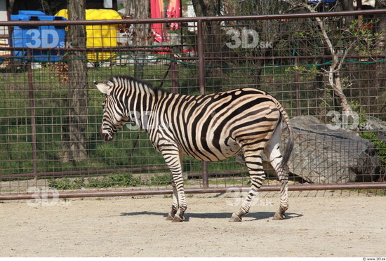 Whole Body Zebra