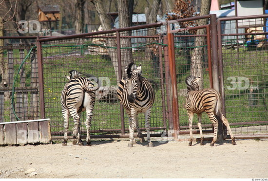 Whole Body Zebra