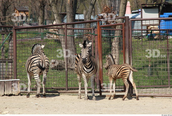 Whole Body Zebra