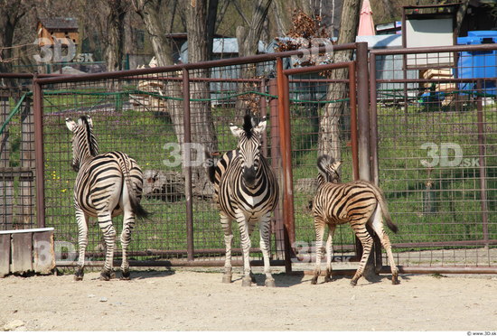 Whole Body Zebra