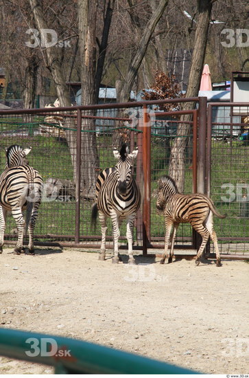 Whole Body Zebra