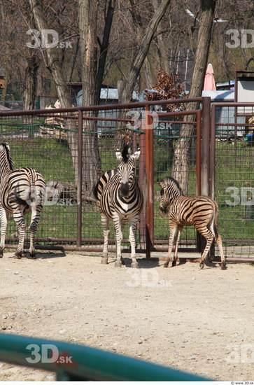 Whole Body Zebra