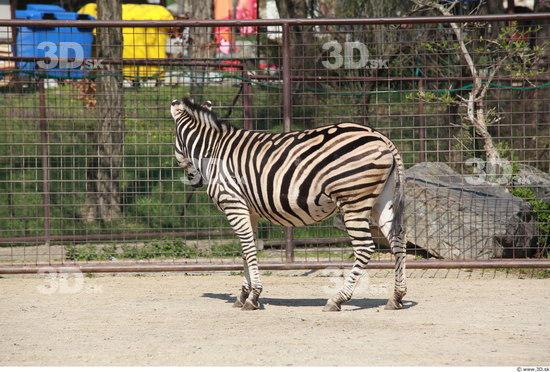 Whole Body Zebra