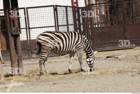 Whole Body Zebra