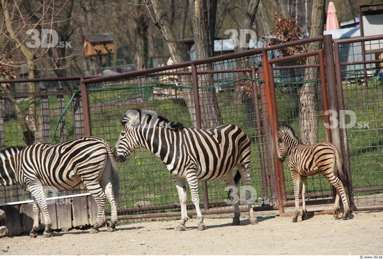 Whole Body Zebra