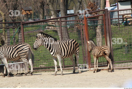 Whole Body Zebra