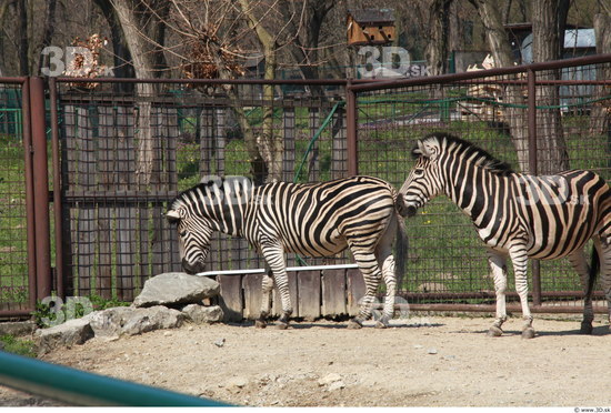 Whole Body Zebra