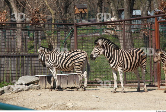 Whole Body Zebra