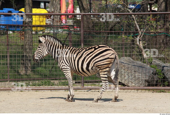 Whole Body Zebra