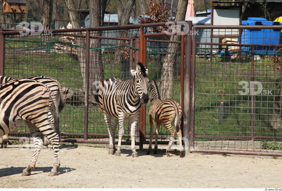 Whole Body Zebra