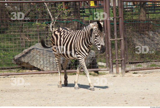 Whole Body Zebra