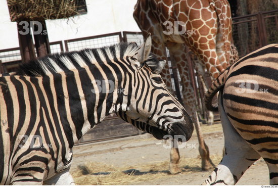 Head Zebra