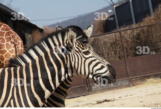 Head Zebra