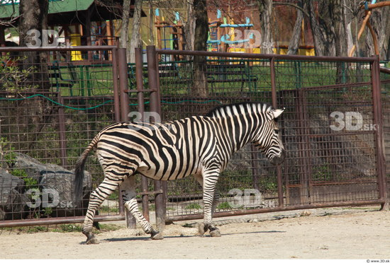 Whole Body Zebra