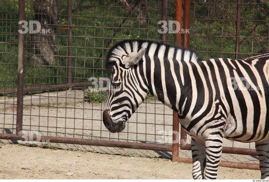 Upper Body Zebra