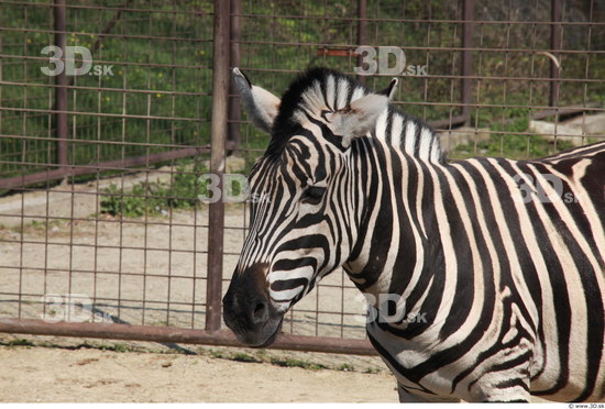 Head Zebra