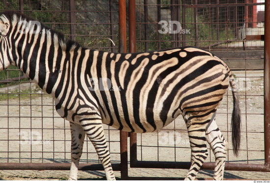 Upper Body Zebra