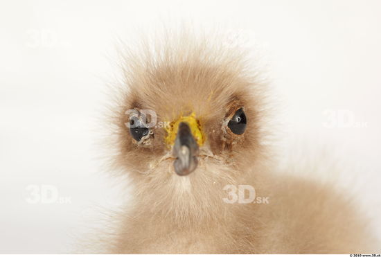 Whole Body Head Eagle Animal photo references