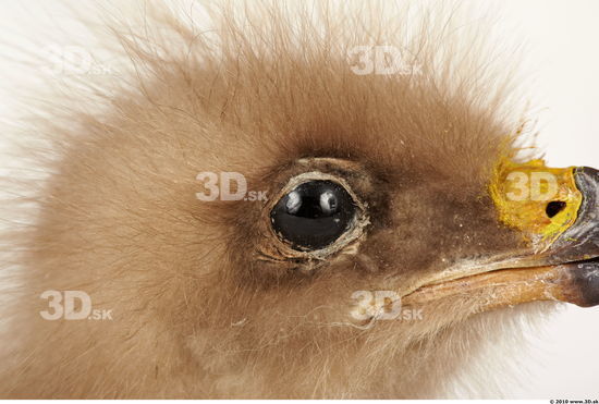 Eye Whole Body Eagle Animal photo references