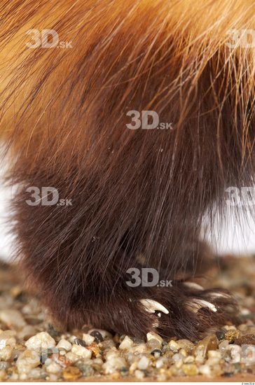 Leg Ferret Animal photo references