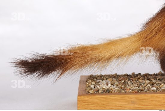 Tail Ferret Animal photo references
