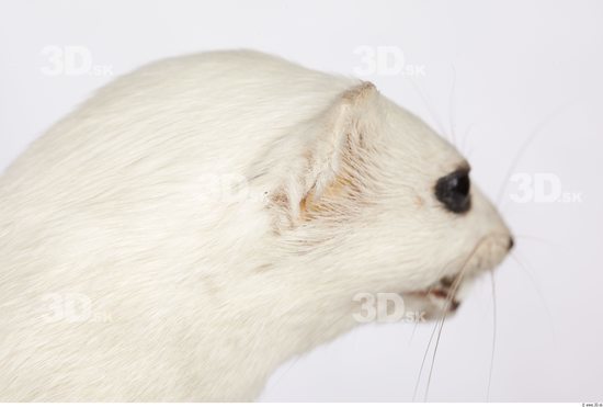 Head Ermine