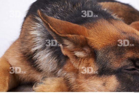 Ear Dog