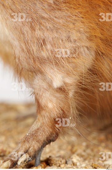 Leg Whole Body Muskrat Animal photo references