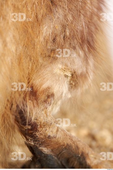 Leg Whole Body Muskrat Animal photo references