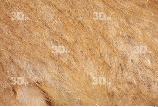 Whole Body Skin Muskrat Animal photo references