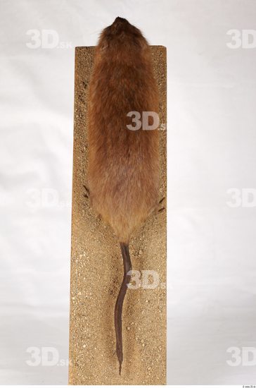 Whole Body Muskrat Animal photo references