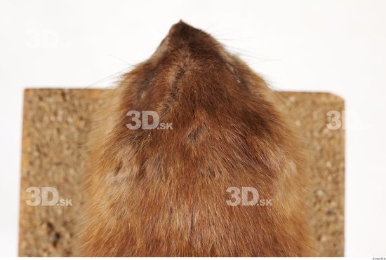 Whole Body Head Muskrat Animal photo references