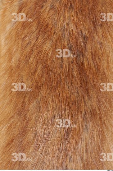 Whole Body Skin Muskrat Animal photo references