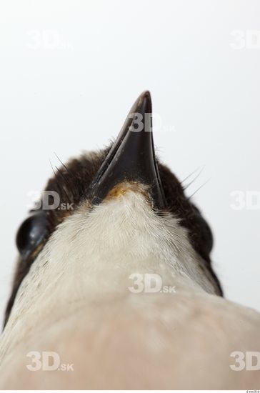 Mouth Bird