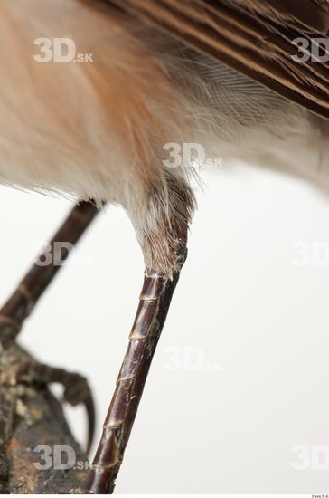 Leg Bird