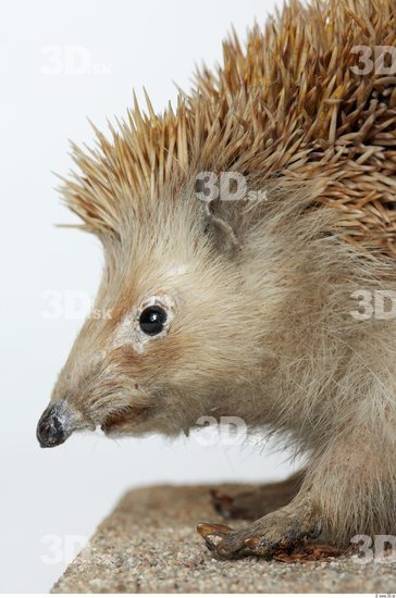 Head Hedgehog