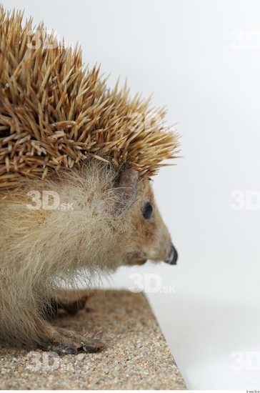 Head Hedgehog