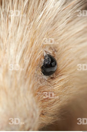 Eye Hedgehog