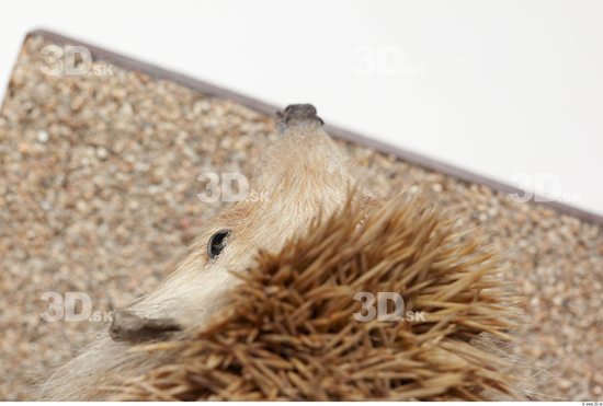 Nose Hedgehog