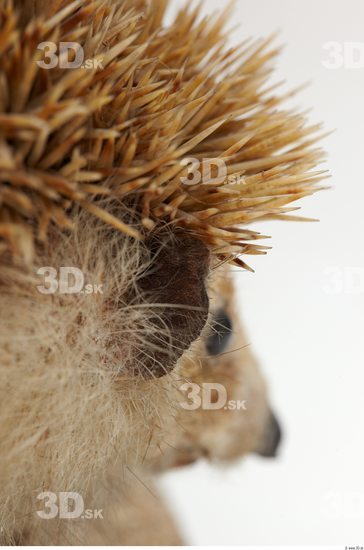 Ear Hedgehog