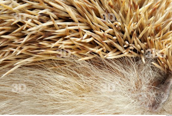 Skin Hedgehog