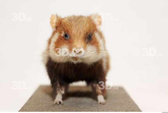 Head Hamster