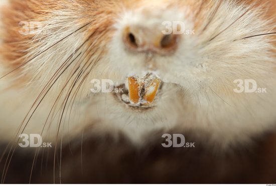 Teeth Hamster