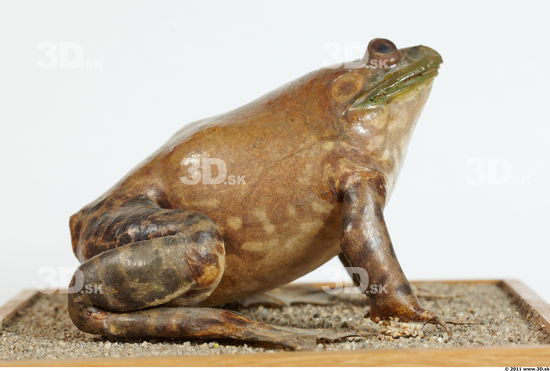 Whole Body Bullfrog