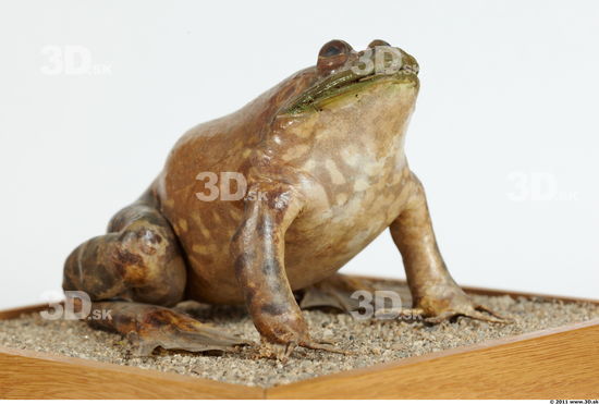 Whole Body Bullfrog