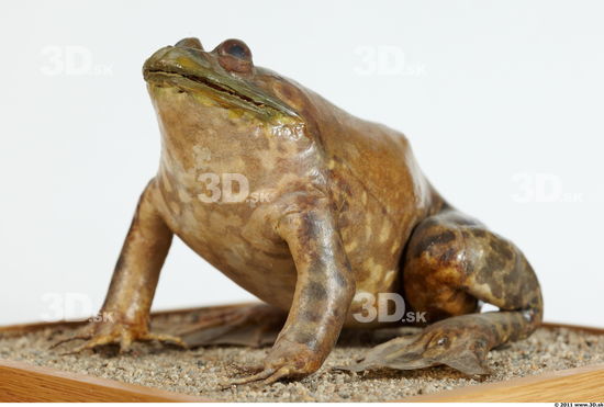 Whole Body Bullfrog