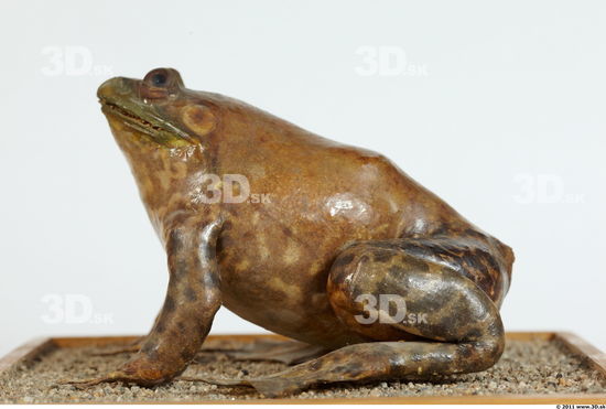 Whole Body Bullfrog