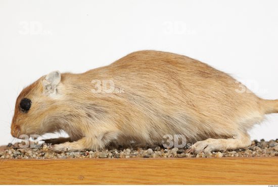 Whole Body Gerbil