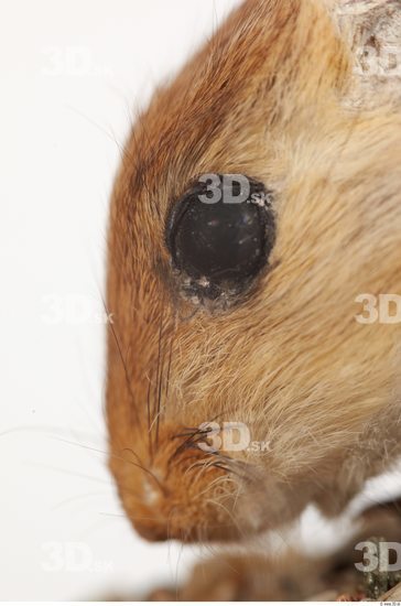 Eye Gerbil