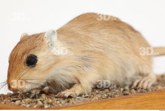 Whole Body Gerbil